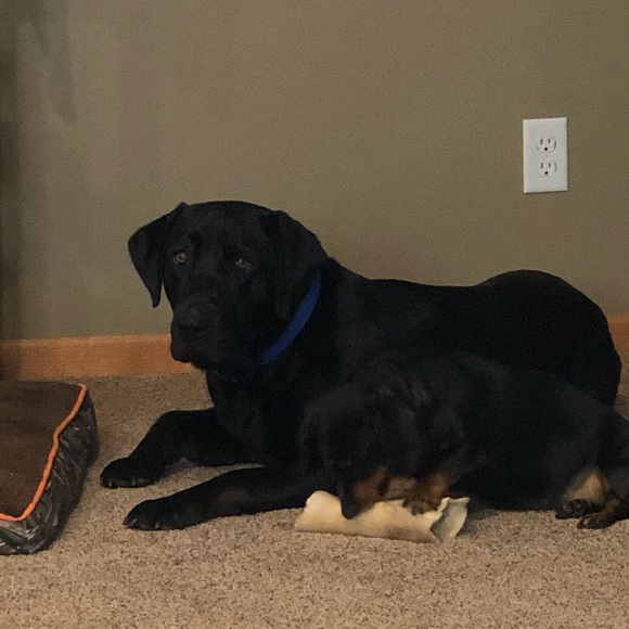 Meet your Posher, Laurie - Picture 1 of 1